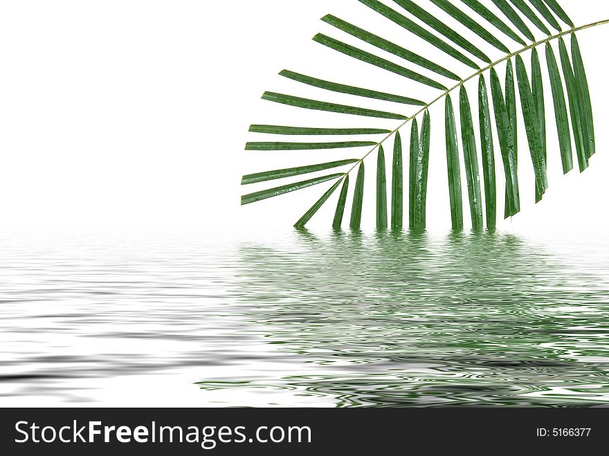 Palm branch reflected in water. Palm branch reflected in water