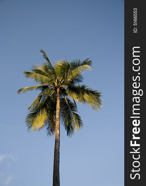 Palm tree standing solo against the sky