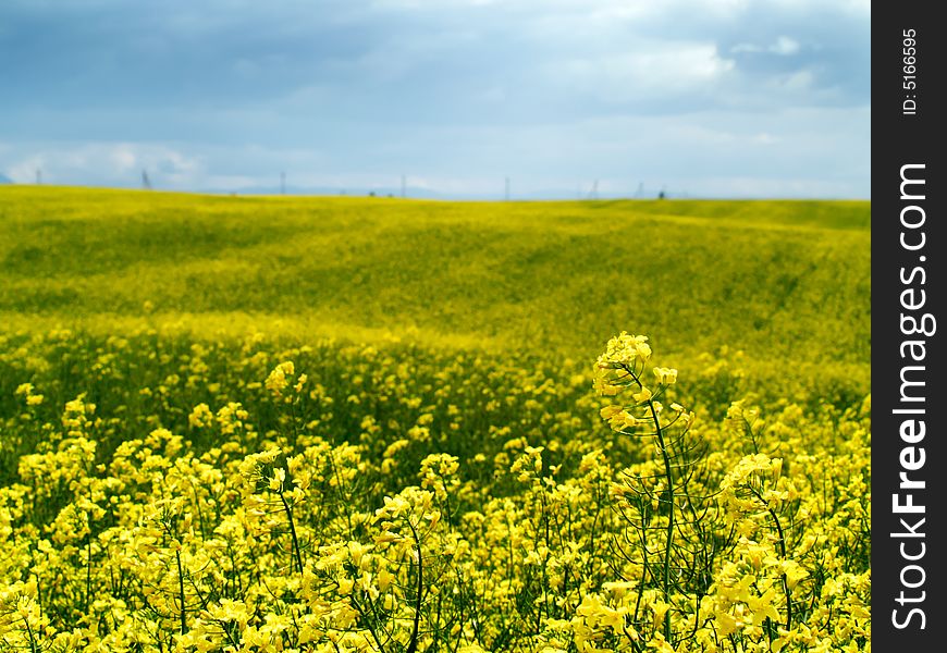 Vivid yellow rape (canola) field with blue sky. Vivid yellow rape (canola) field with blue sky