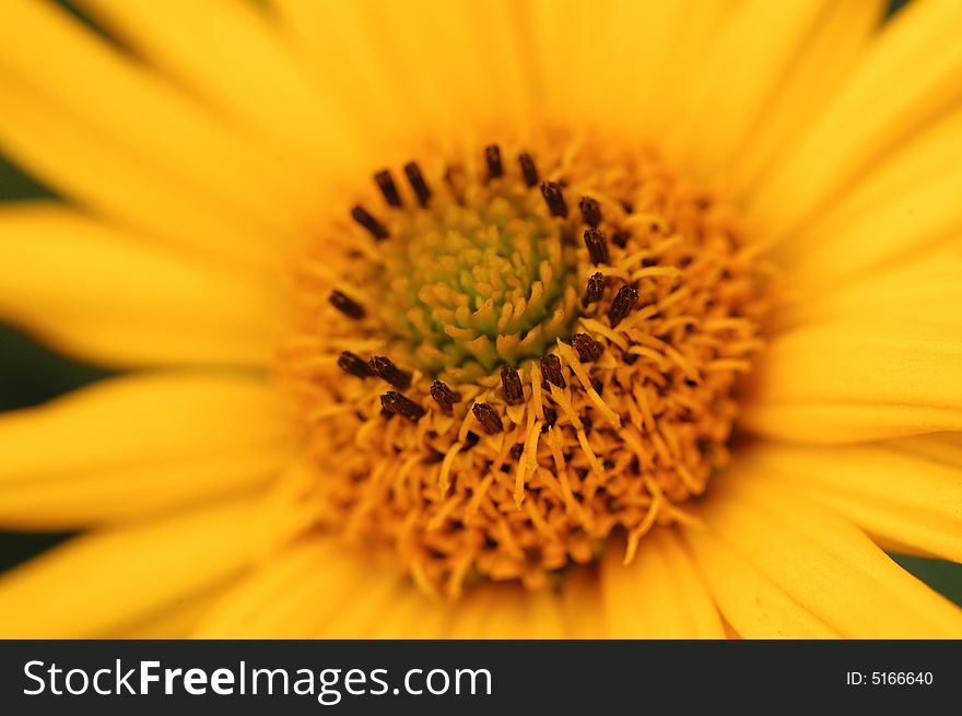 A detailed golden yellow chrysanthemum flower in the sun, with many stimas and pistils and petal roundly arranged, likes a golden wheel. A detailed golden yellow chrysanthemum flower in the sun, with many stimas and pistils and petal roundly arranged, likes a golden wheel.