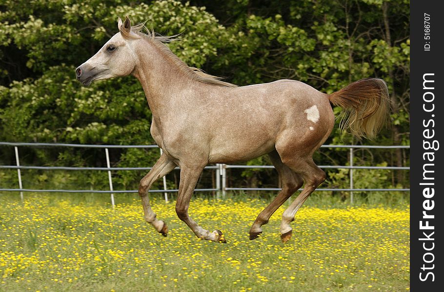 Close-ep of a two year old Arabian colt running in field. Close-ep of a two year old Arabian colt running in field