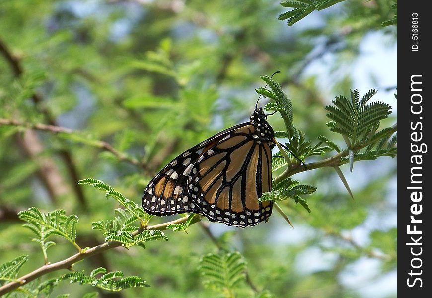 Monarch resting on tree in Gainesville Florida - May 2008. Monarch resting on tree in Gainesville Florida - May 2008.