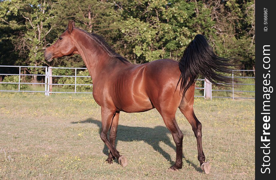 Trotting Arabian Stallion