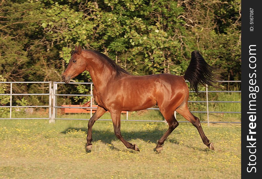 Trotting Arabian Stallion