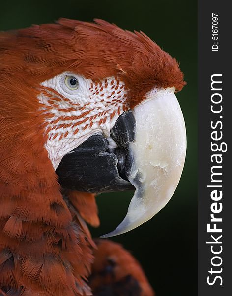 Portrait of a scalet macaw. Portrait of a scalet macaw