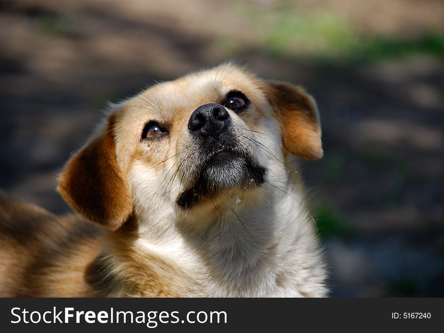 A beautiful dog stand and wait food