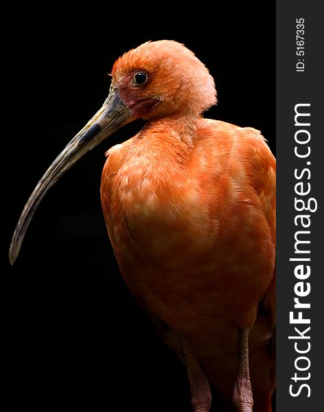 Portrait of a scarlet ibis. Portrait of a scarlet ibis