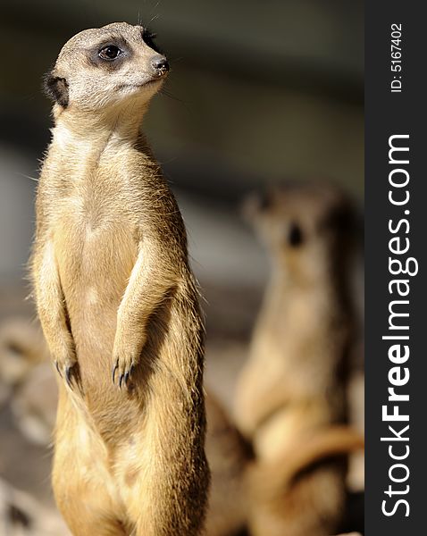 Slender-tailed suricate on guard for his family