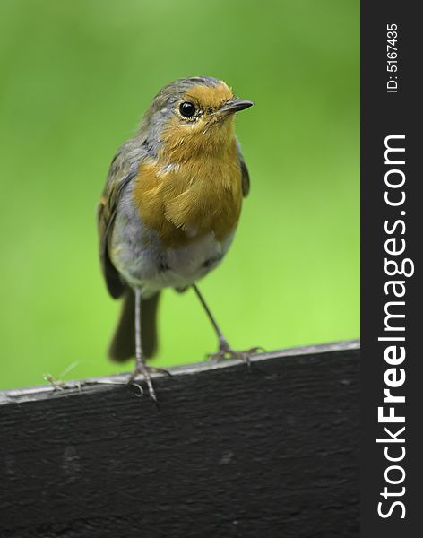 Garden robin perched on a fence