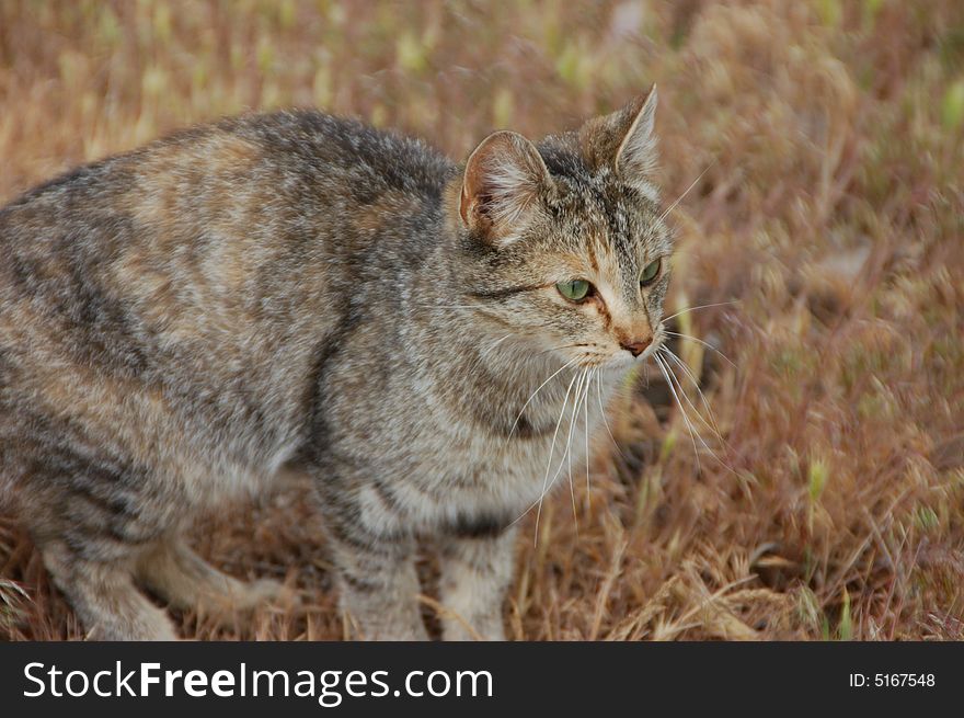 Curious farm cat looking curiously on its surroundings