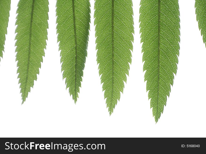 Green fresh leaf line on the white background. Green fresh leaf line on the white background