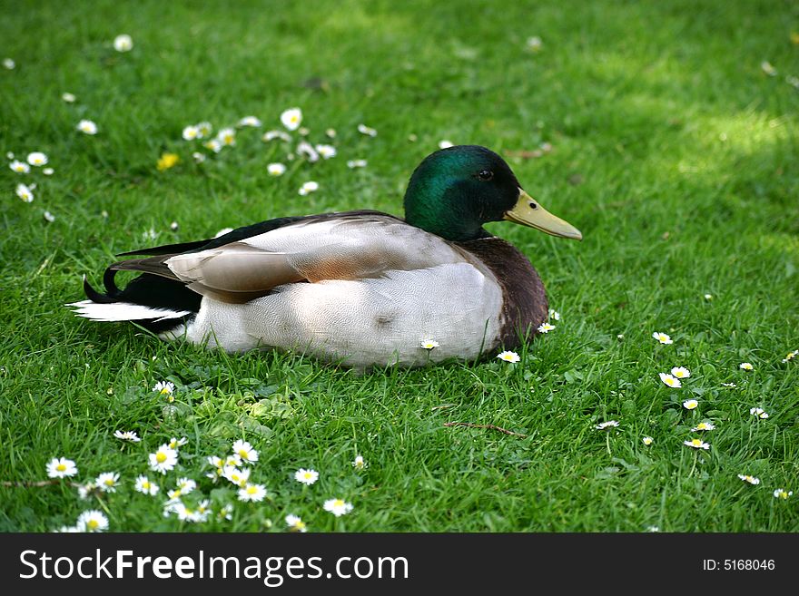 Close up photo of a duck relaxing in a meadow