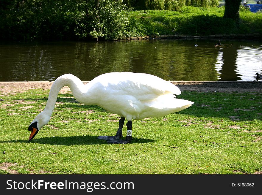 Photo of a swan grazing on the bank of nthe Thames in Windsor, England. Photo of a swan grazing on the bank of nthe Thames in Windsor, England