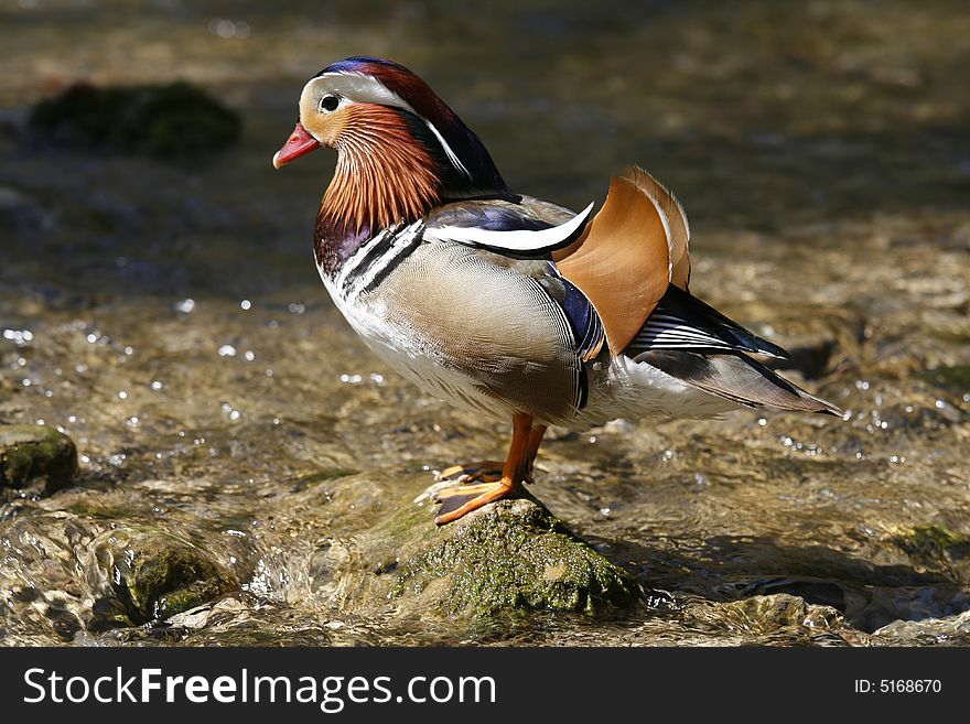 Colorful mandarin duck in the pond. Colorful mandarin duck in the pond