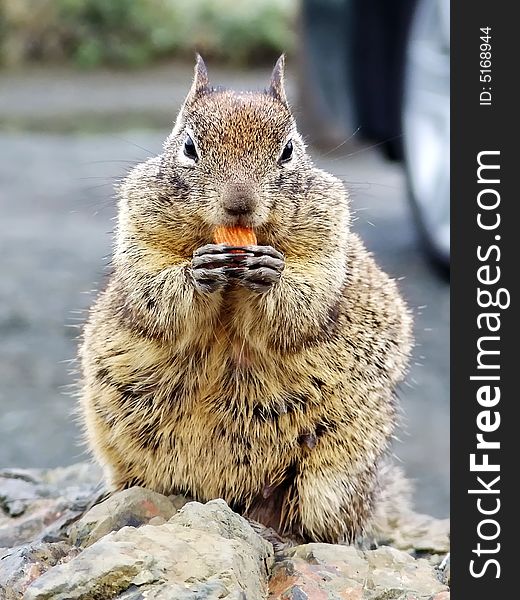 Squirrel on parking lot (California, USA). Squirrel on parking lot (California, USA)