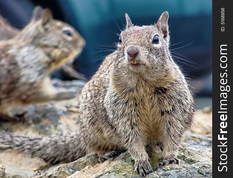 Wild Squirrels living on California coastline, USA
