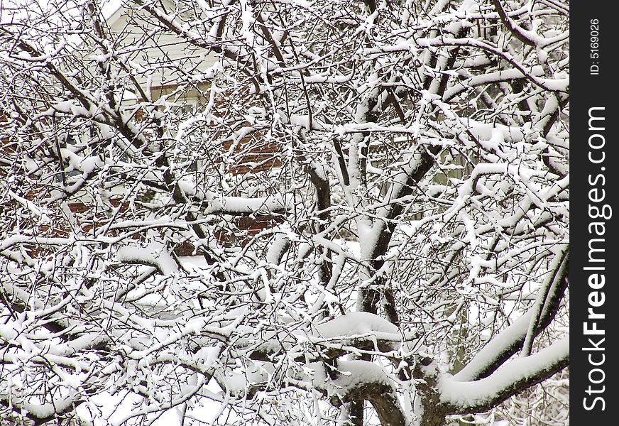 Snow Winter 2008, Toronto, Canada