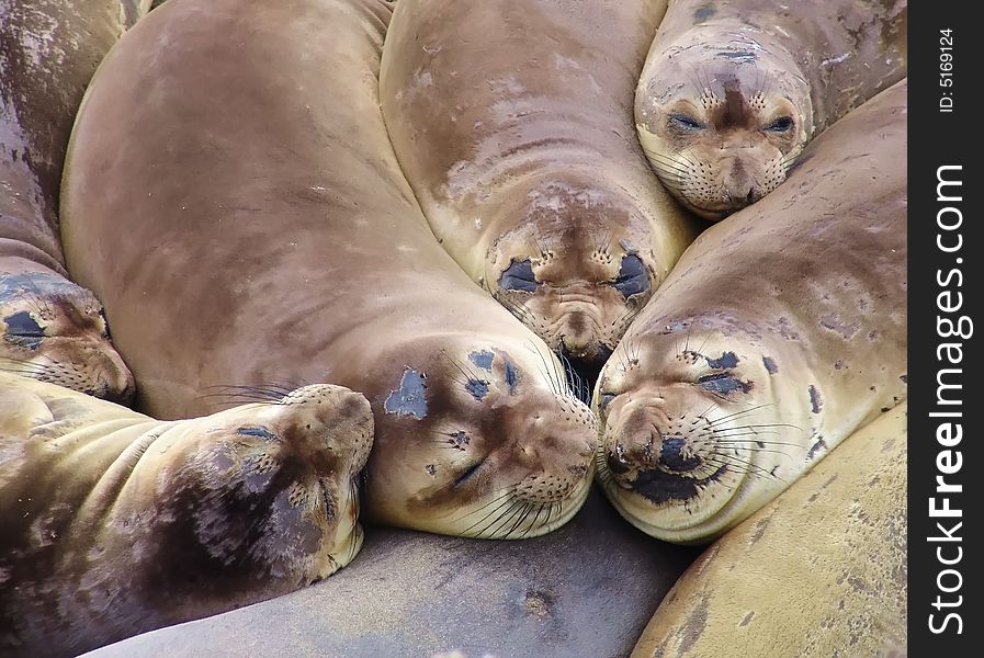 Elephant seal colony (mirounga angustirostris), California, 2007. Elephant seal colony (mirounga angustirostris), California, 2007