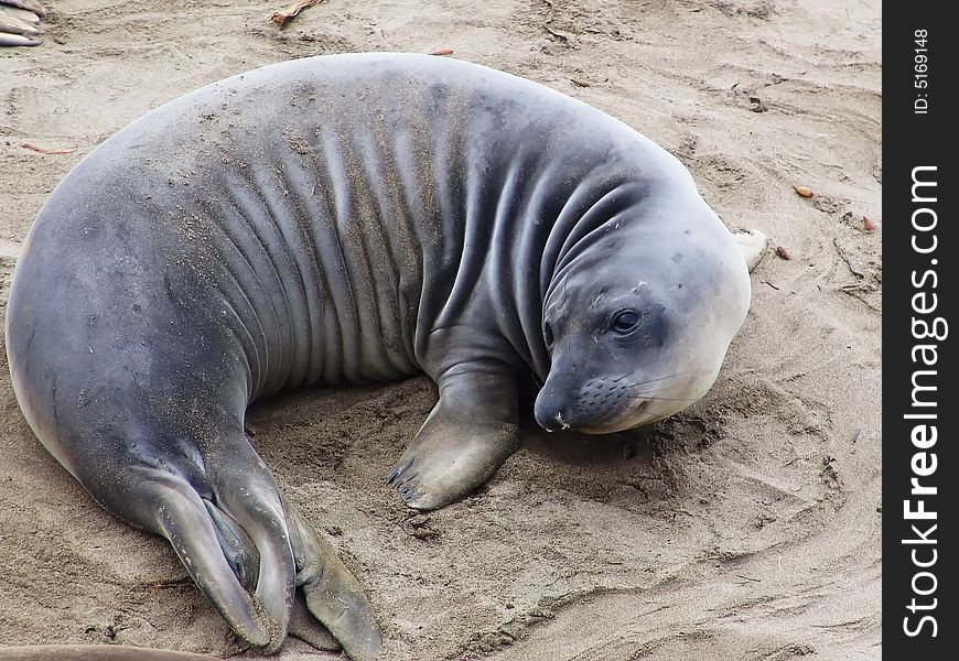 Elephant seal colony (mirounga angustirostris), California, 2007