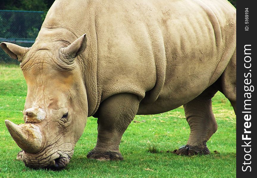 Big rhinoceros eating green grass.