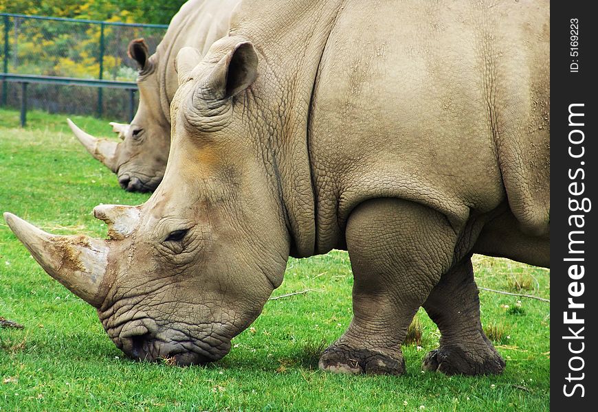Big rhinoceros eating green grass.