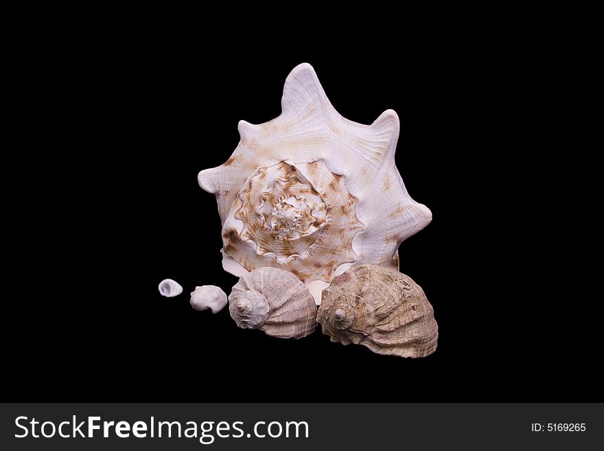 Sea cockleshells of the different sizes