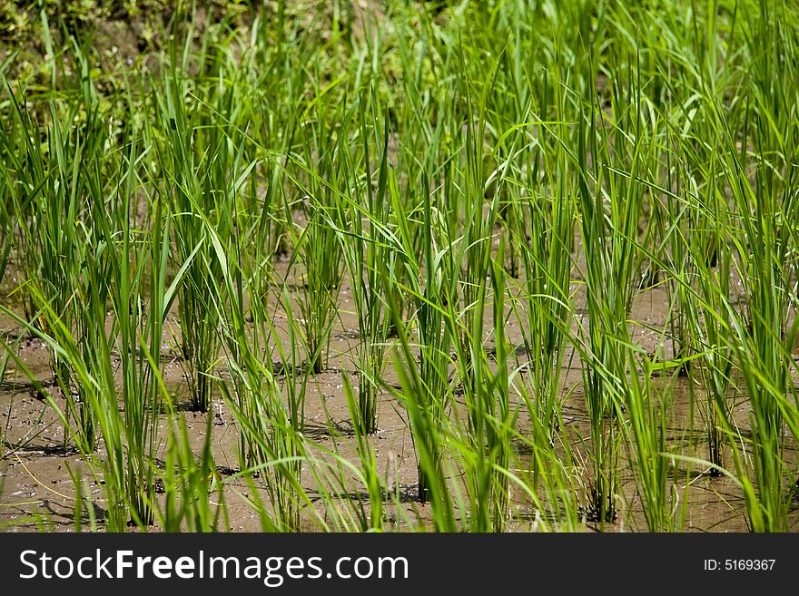Blades of rice paddy grass. Blades of rice paddy grass
