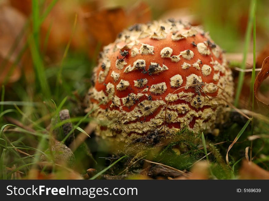 Autumn scene: little toadstool surrounded by grass. Autumn scene: little toadstool surrounded by grass