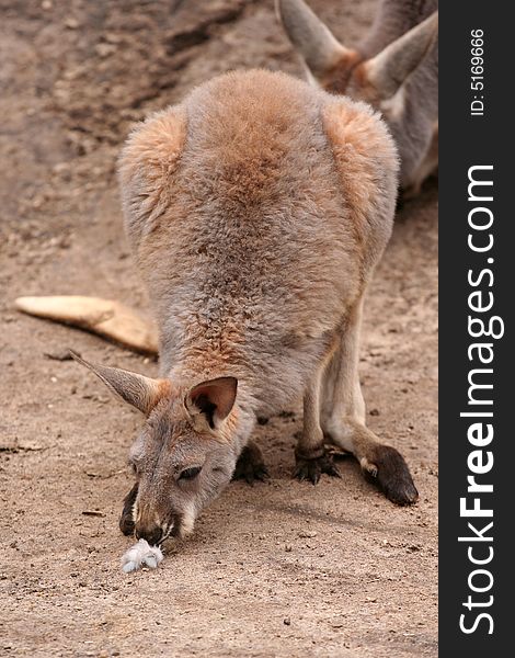 Kangaroo sniffing curious at little feather. Kangaroo sniffing curious at little feather