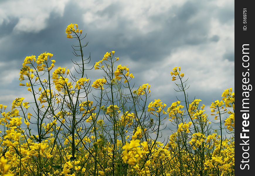 Yellow rape flowers on cloudy sky. Yellow rape flowers on cloudy sky
