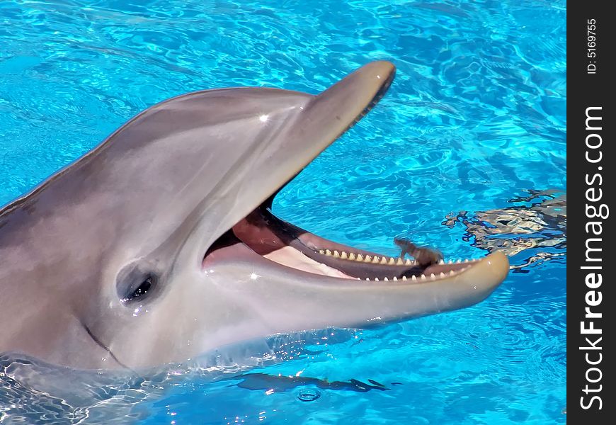 Bottlenose Dolphin Head close-up. Aquarium.