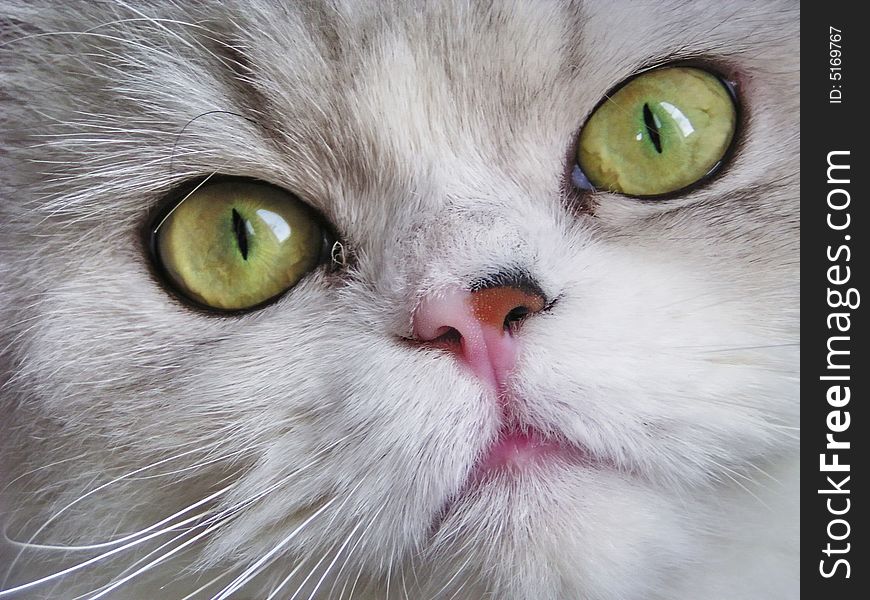 White cat with green eyes. Head close-up.