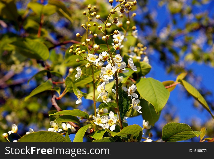 Spring flowering cherry tree flowers buystvo game greens and light