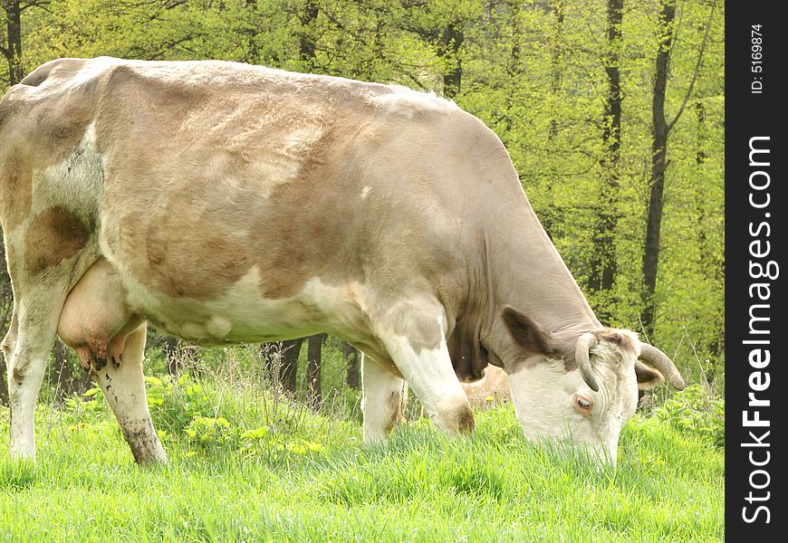 Cow feeds and graze