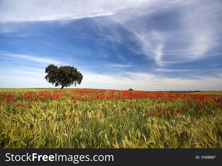 Poppies field spring landscape