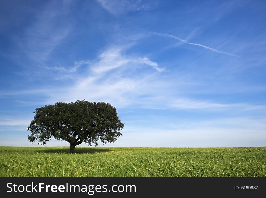 Lonely tree in spring landscape with green grass and blue sky