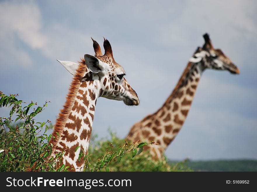 Giraffes of the Masai Mara, Kenya