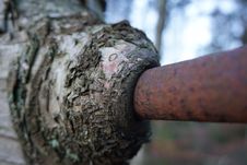 TREE EATING IRON Stock Photos TREE EATING IRON Stock Photos