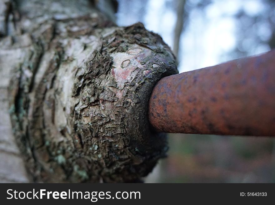 TREE EATING IRON