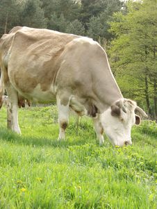 Cow Eats Grass Stock Photos Cow Eats Grass Stock Photos