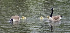 Family Of Canadian Geese Royalty Free Stock Images