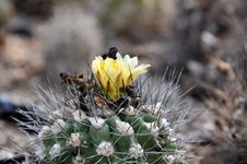 Copiapoa Cactus With Yellow Flowers Stock Photography Copiapoa Cactus With Yellow Flowers Stock Photography
