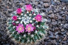 Mammilaria Cactus With Flowers Stock Images