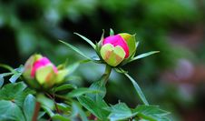 Peony 1 Stock Photography Peony 1 Stock Photography