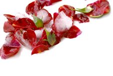 Frosted Rose Stock Image Frosted Rose Stock Image