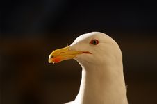 Gull Portrait Royalty Free Stock Photography