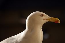 Beauty Gull Portrait Royalty Free Stock Photo