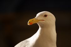 White Beauty Gull Portrait Stock Photography