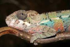 Panther Chameleon Royalty Free Stock Photo