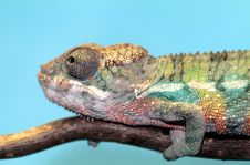 Panther Chameleon Stock Photography